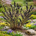 Vŕba čiernokvetá (Salix gracilistyla melanostachys) ´KUROME´ - výška 70-100 cm, kont. C3L